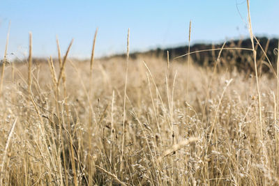 Close-up of wheat field against clear sky