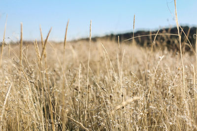 Close-up of crops growing on field against sky