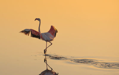Flamingo in lake during sunset