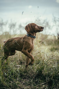 Side view of dog looking away while walking on grassy field against sky