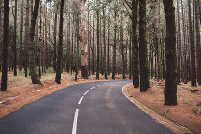 Empty road along trees in forest