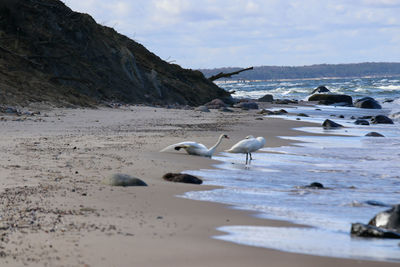 Seagulls on beach