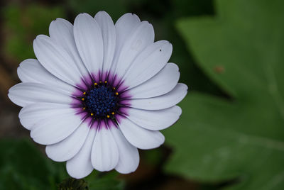 Close-up of purple flower