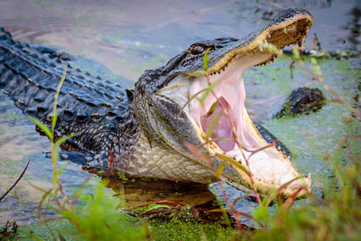 Close-up of a reptile in the sea