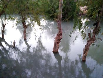 Reflection of trees in water