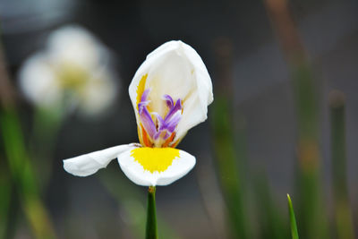 Close-up of white crocus against blurred background