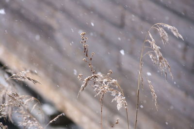 Close-up of snow on plant