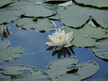 Close-up of lotus water lily in lake