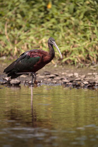 Glossy ibis plegadis falcinellus wades through a marsh and forages for food in the myakka river 