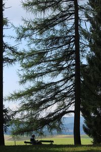 Trees on field against sky