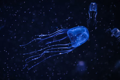 Jellyfish swimming in sea