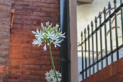 Close-up of flowering plant on railing