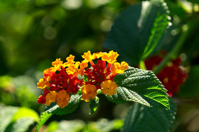 Close-up of flowering plant