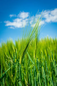 Close-up of wheat growing on field against blue sky