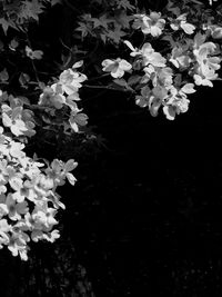 Close-up of flowers floating on water