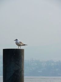 Seagull perching on wooden post by sea against clear sky