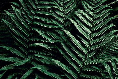 Full frame shot of palm tree leaves