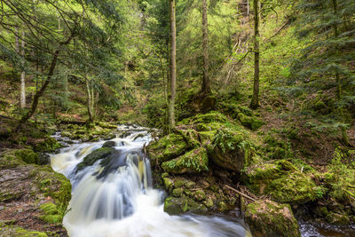 Stream flowing through rocks in forest