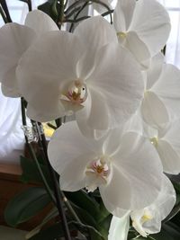 Close-up of white orchids blooming outdoors