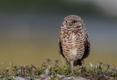 Close-up of owl perching on land