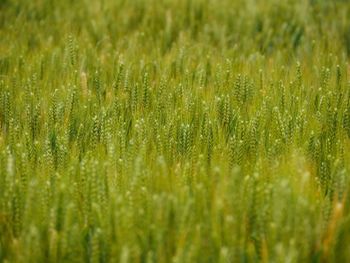 Crop growing in field