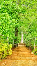 Footpath amidst trees in forest