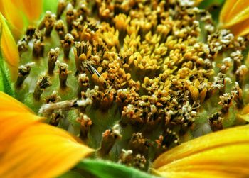 Close-up of yellow flower