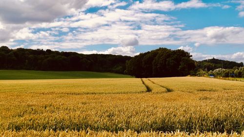 Scenic view of agricultural field against sky
