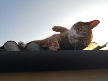 Low angle view of cat relaxing against clear sky