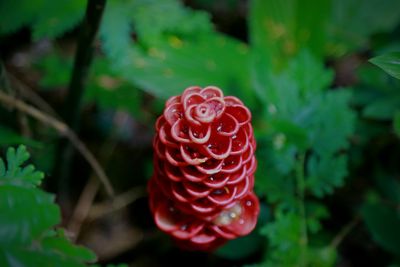 Close-up of strawberry on plant