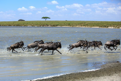 Wildebeests running in lake against sky