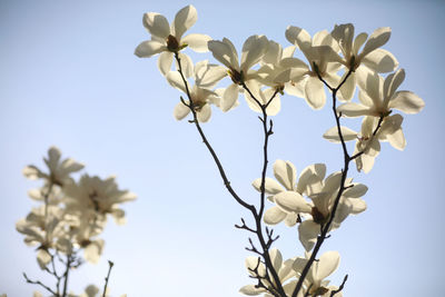 Low angle view of white flowering plant against clear sky