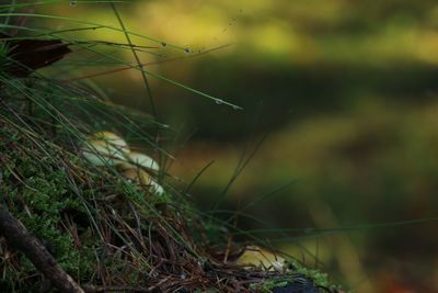 Close-up of grass