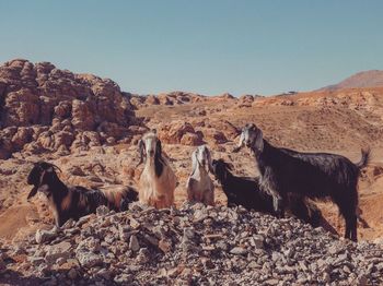 View of animal on rock against sky