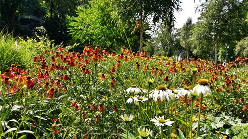 Close-up of red flowers blooming in field