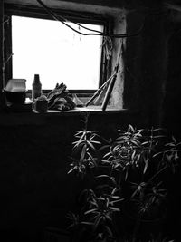 Close-up of potted plant against building