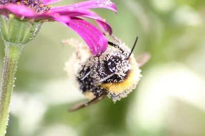 Close-up of honey bee on purple flowering plant