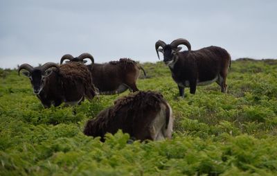 Wildlife beauty on lundy island