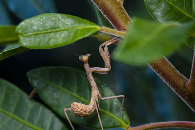 Close-up of praying mantis on a leaves