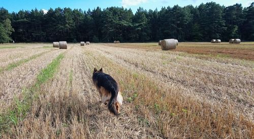 Sheep in a field