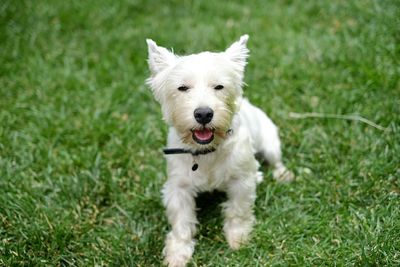 Portrait of dog on grassy field