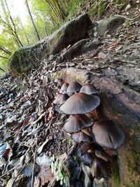 Close-up of mushrooms growing on tree trunk