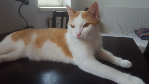 Close-up of cat sitting at home