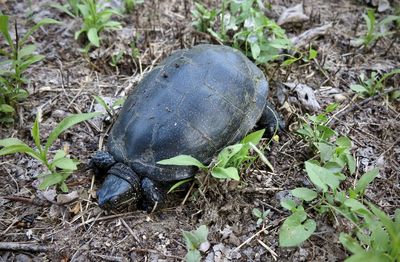 High angle view of lizard on land