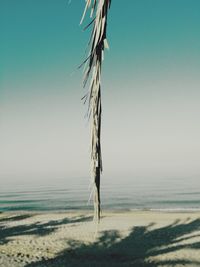 Close-up of beach against clear sky