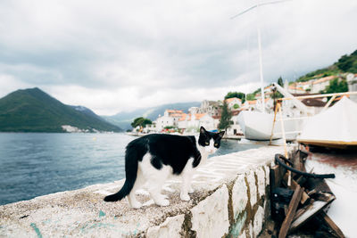 View of a cat on shore against sky