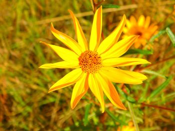 Close-up of yellow flower blooming outdoors