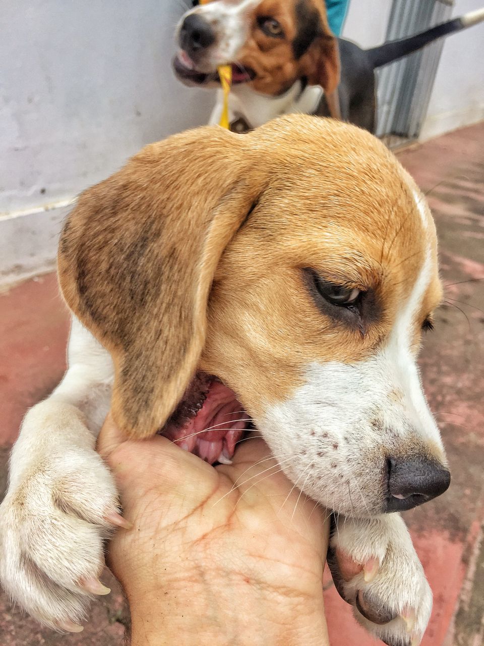 dog, human hand, animal themes, pets, domestic animals, mammal, one animal, human body part, real people, holding, one person, young animal, puppy, day, close-up, outdoors, people