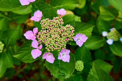 Close-up of fresh white flowers blooming in park