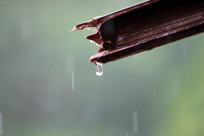 Close-up of water drop on metal during rainy season